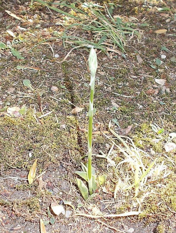 Spiranthes spiralis